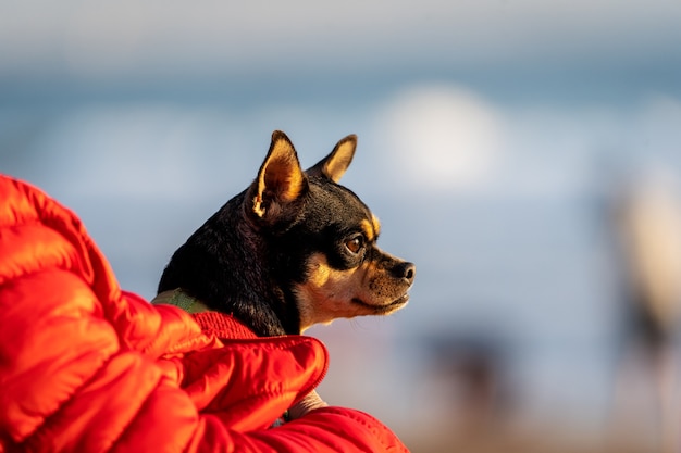 ritratto di un cane in braccio al padrone