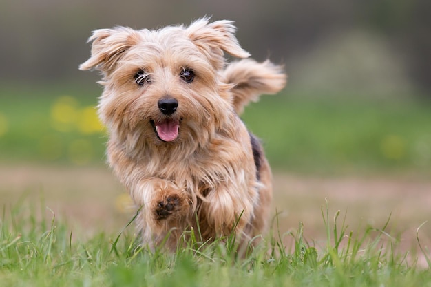 Ritratto di un cane in corsa