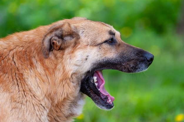 Ritratto di un cane in natura