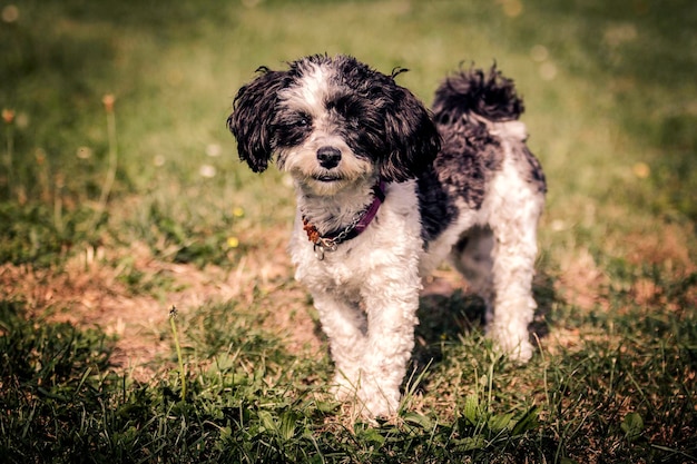 Ritratto di un cane in piedi su un terreno erboso