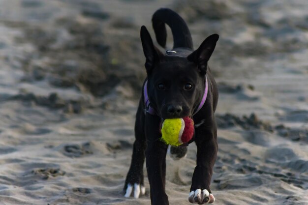 Ritratto di un cane in piedi sulla spiaggia