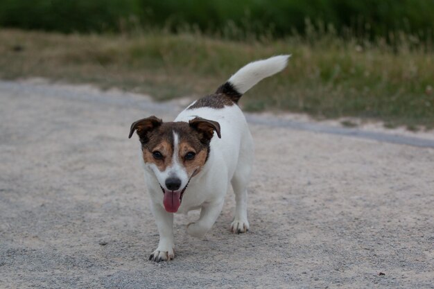 Ritratto di un cane in piedi sulla strada