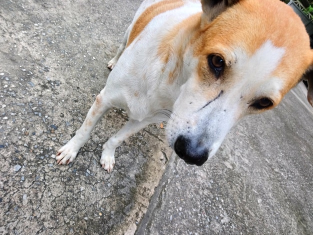 Ritratto di un cane in primo piano ad alto angolo