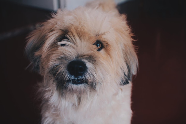 Ritratto di un cane in primo piano