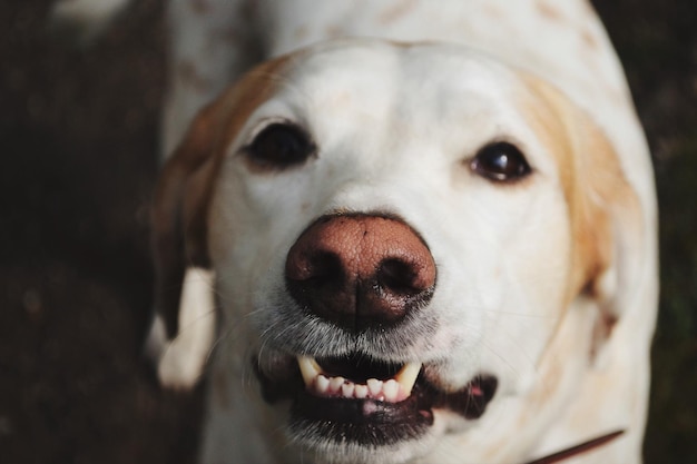 Ritratto di un cane in primo piano