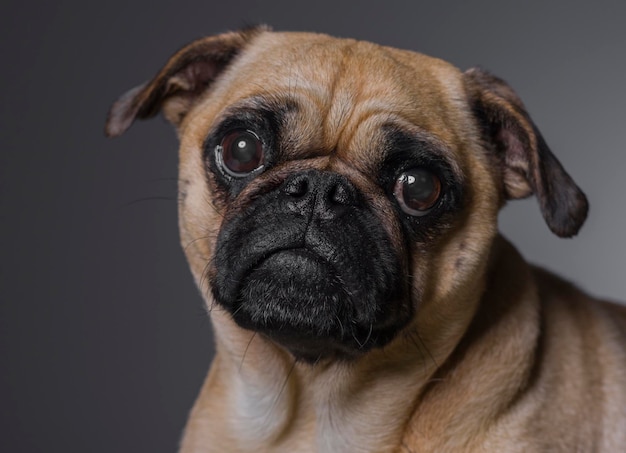 Ritratto di un cane in primo piano