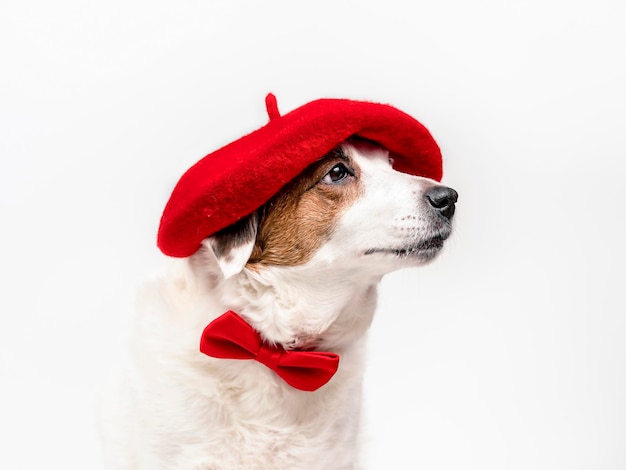 Ritratto di un cane in un berretto rosso e con una farfalla intorno al collo seduto su uno sfondo bianco Il concetto di arte creativa