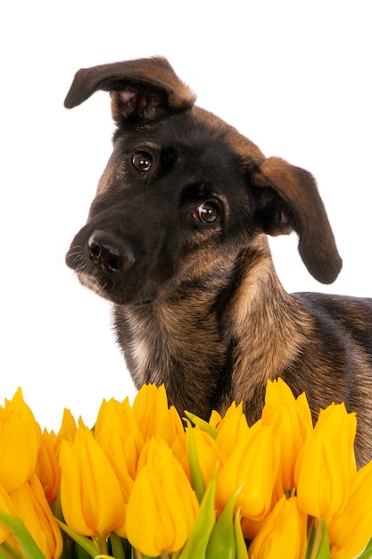 Ritratto di un cane incrocio con tulipani gialli.