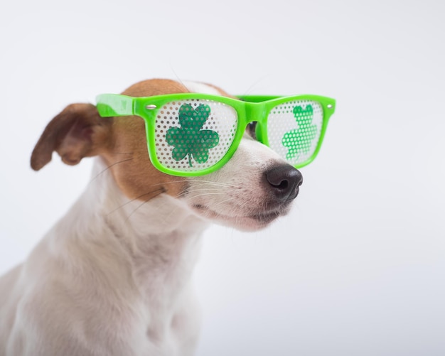 Ritratto di un cane jack russell terrier in bicchieri divertenti su sfondo bianco Concetto di vacanza del giorno di San Patrizio