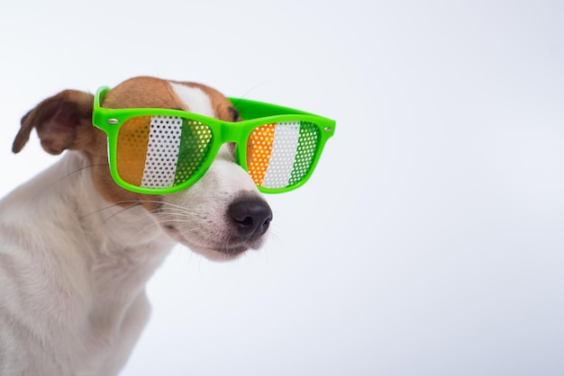 Ritratto di un cane jack russell terrier in bicchieri divertenti su sfondo bianco Concetto di vacanza del giorno di San Patrizio