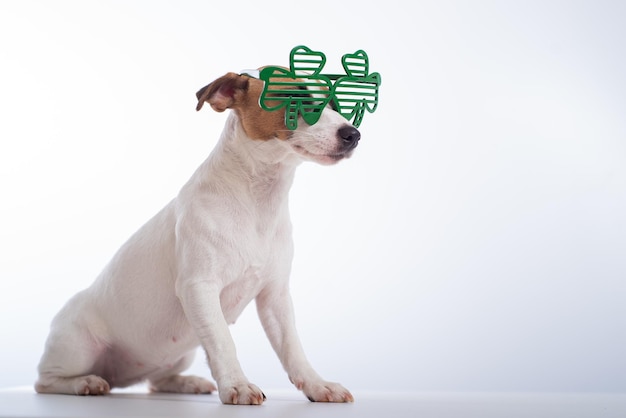 Ritratto di un cane jack russell terrier in bicchieri divertenti su sfondo bianco Concetto di vacanza del giorno di San Patrizio