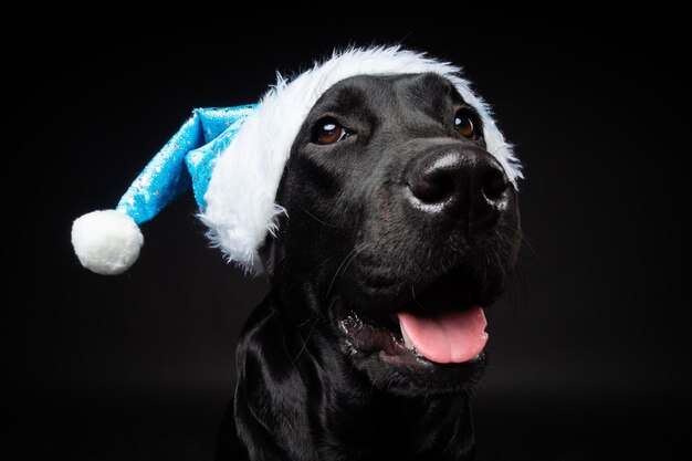 Ritratto di un cane Labrador Retriever con un cappello da Babbo Natale isolato su sfondo nero