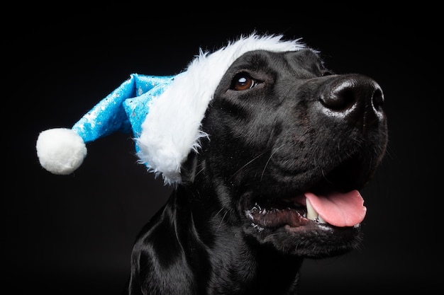 Ritratto di un cane Labrador Retriever con un cappello da Babbo Natale isolato su sfondo nero