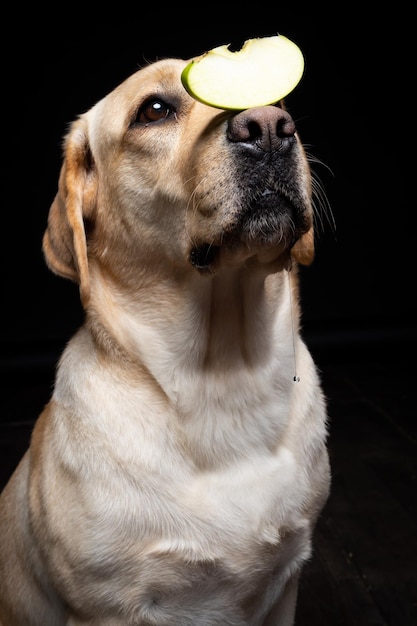 Ritratto di un cane Labrador Retriever con una fetta di mela sul naso