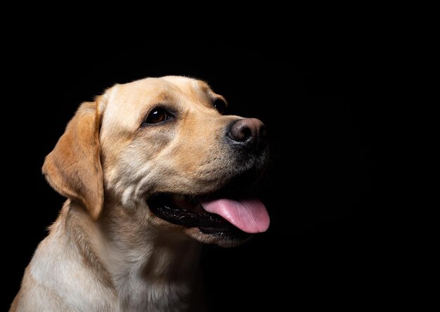 Ritratto di un cane Labrador Retriever su uno sfondo nero isolato