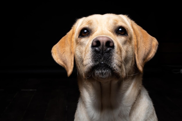 Ritratto di un cane Labrador Retriever su uno sfondo nero isolato