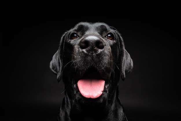 Ritratto di un cane Labrador Retriever su uno sfondo nero isolato