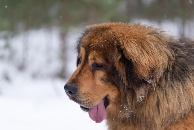 Ritratto di un cane mastiff tibetano in un giorno d'inverno