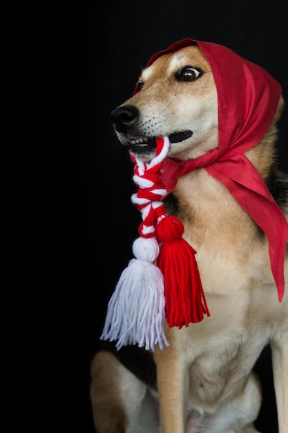 Ritratto di un cane meticcio con una bandana rossa e una Martenitsa in bocca
