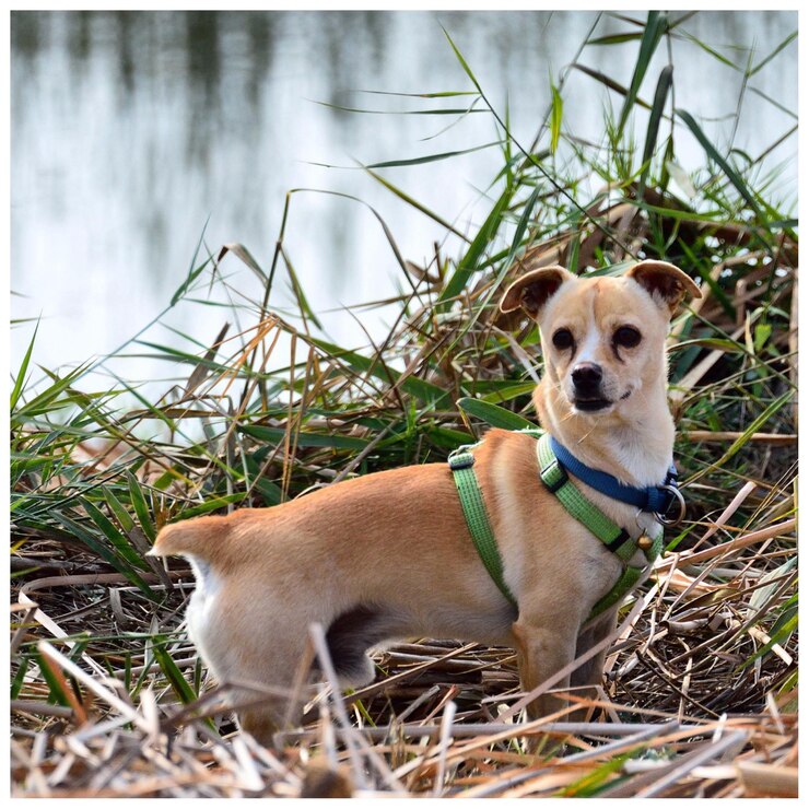 Foto ritratto di un cane nell'erba