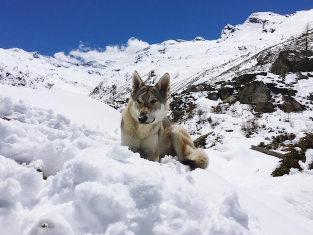 Ritratto di un cane nella neve