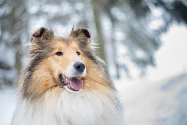 Ritratto di un cane nella neve