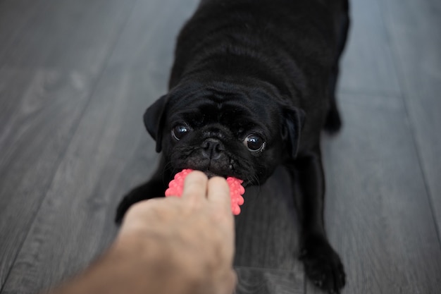 ritratto di un cane pug nero, di profilo