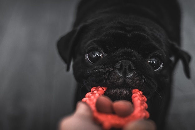 ritratto di un cane pug nero, di profilo