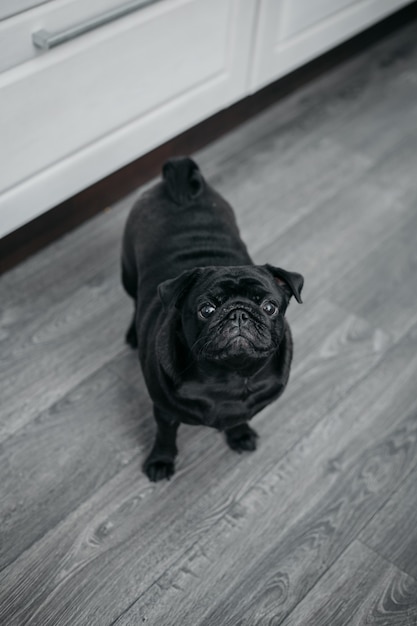 Ritratto di un cane pug nero, guardando dritto