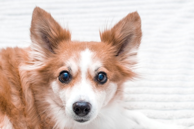 Ritratto di un cane rosso da vicino. Occhi neri e grandi orecchie.