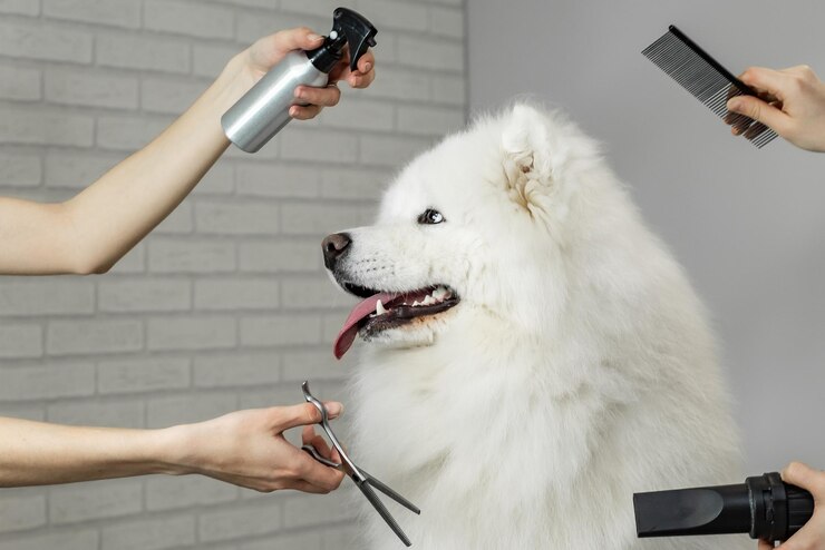 Ritratto di un cane Samoiedo sulla toelettatura con strumenti per la toelettatura intorno alle forbici del pettine dell'asciugacapelli