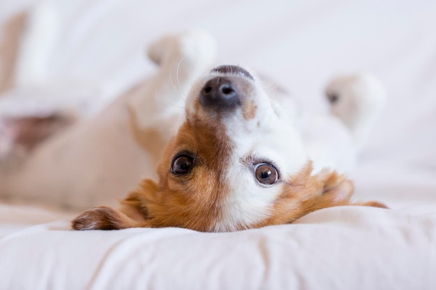 Ritratto di un cane sdraiato sul letto a casa