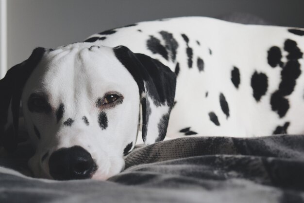 Ritratto di un cane sdraiato sul letto a casa