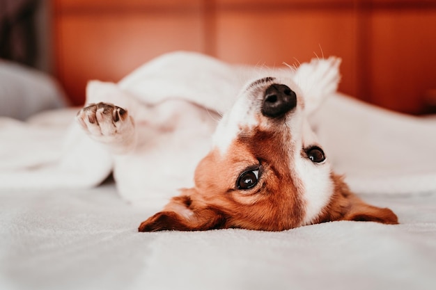 Ritratto di un cane sdraiato sul letto