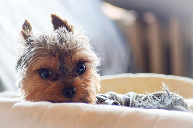 Ritratto di un cane sdraiato sul letto