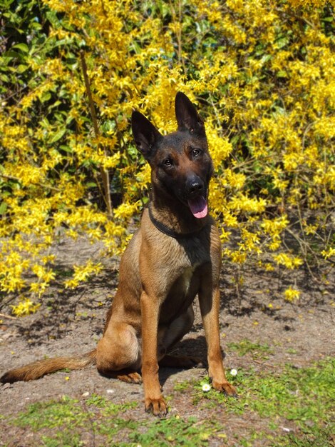 Ritratto di un cane seduto a terra