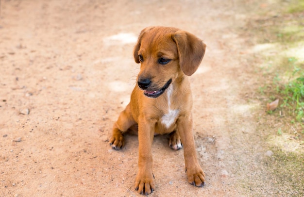 Ritratto di un cane seduto all'aperto