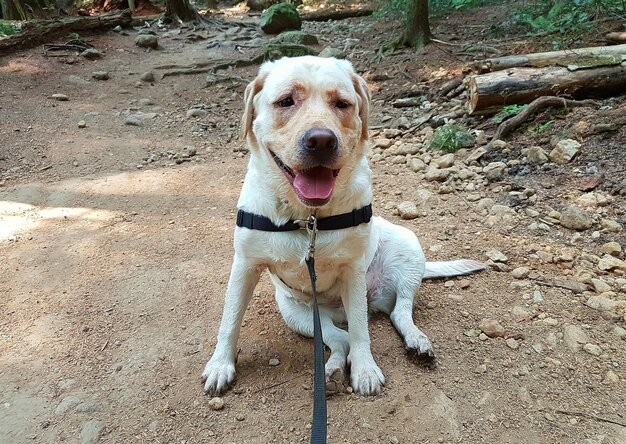 Ritratto di un cane seduto all'aperto