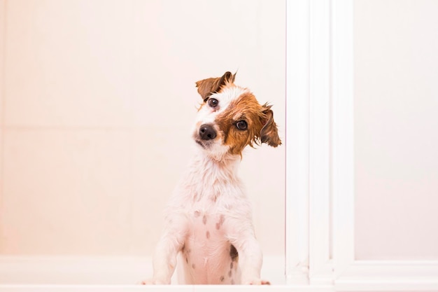 Ritratto di un cane seduto contro il muro a casa