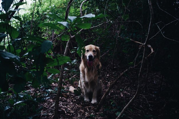 Ritratto di un cane seduto nella foresta