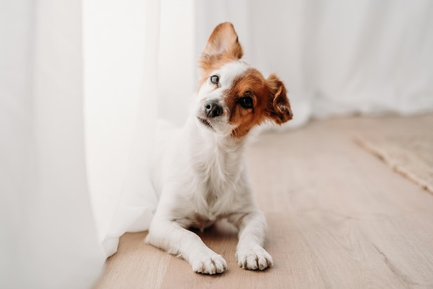 Ritratto di un cane seduto sul letto