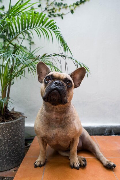 Ritratto di un cane seduto sul pavimento