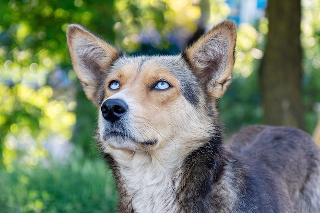 Ritratto di un cane senzatetto con bellissimi occhi azzurri.