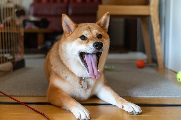 Ritratto di un cane Shikoku una razza giapponese che sembra Divertente cane giovane Shikoku felice e pazzo