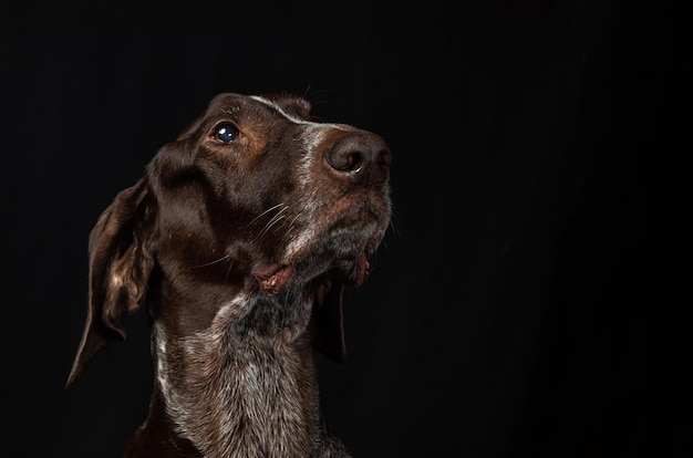 Ritratto di un cane su sfondo nero