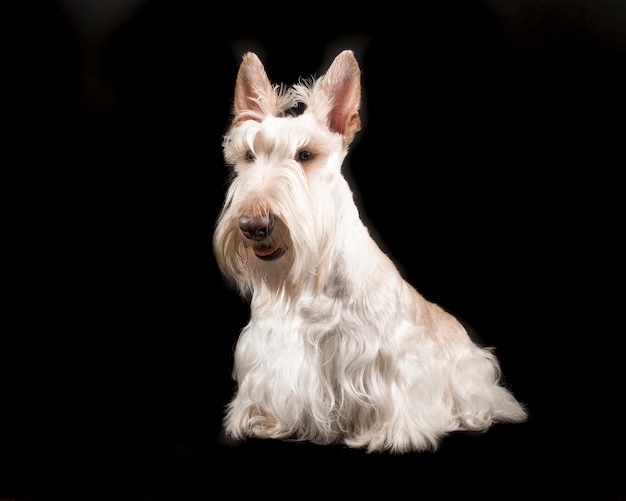 Ritratto di un cane su sfondo nero