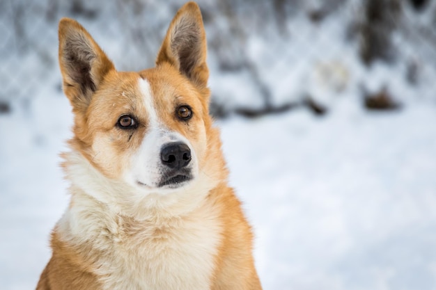 Ritratto di un cane su un campo coperto di neve