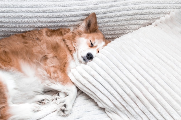 Ritratto di un cane su un primo piano del letto. Il cane sta dormendo sul cuscino.