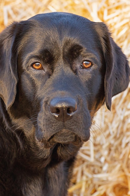 Ritratto di un cane su uno sfondo di fieno Primo piano giovane nero labrador retriever Animale da compagnia