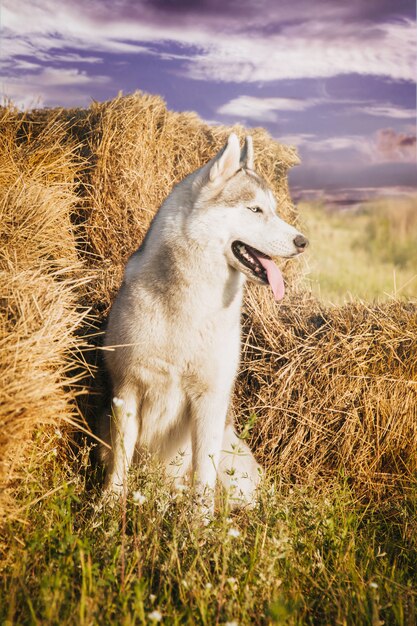 Ritratto di un cane sui covoni di fieno nelle zone rurali. Siberian Husky con gli occhi azzurri.